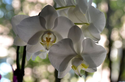 Close-up of white flowers blooming outdoors