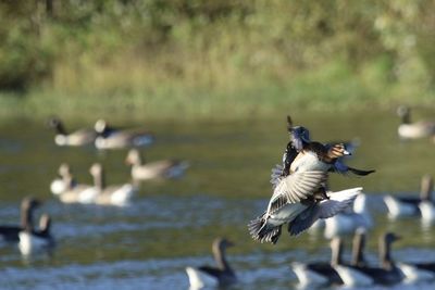Seagulls flying over lake