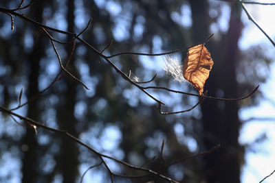 Old leaf and fluff on twigs of tree in back light