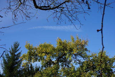 Low angle view of trees against blue sky