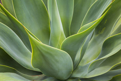 Close-up of succulent plant leaves