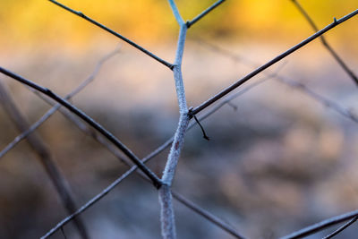 Close-up of barbed wire fence