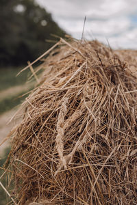 Close-up of dry plant on field