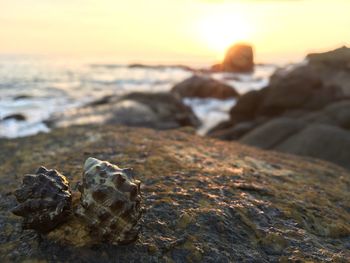 Close-up of lizard on rock at beach against sky