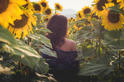 Rear view of woman standing in sunflower field