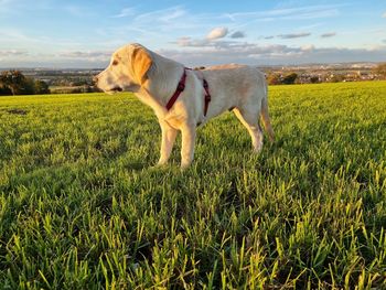 View of dog on field against sky