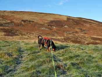 View of dog on field