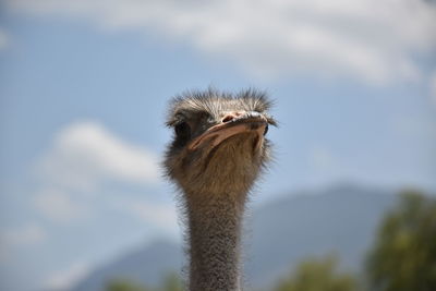 Close-up of a bird