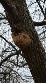 Low angle view of bare tree against sky