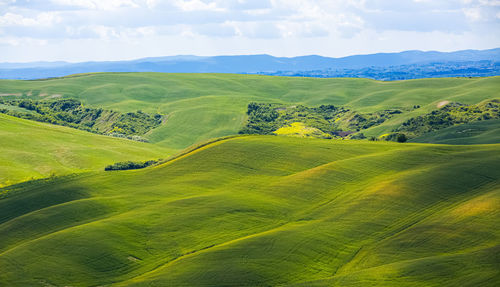 Scenic view of agricultural field against sky