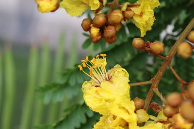 Close-up of yellow flowering plant