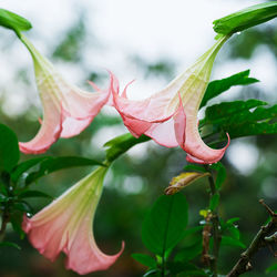 Close-up of pink flowering plant leaves