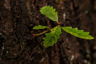 Close-up of leaves on tree trunk