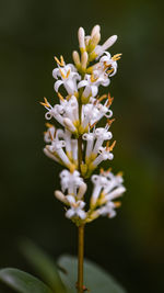 Close-up of white flowers blooming on tree