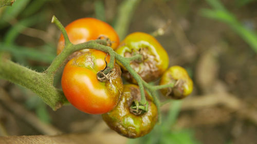 Close-up of orange fruit on plant