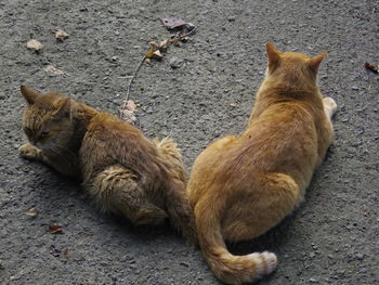 High angle view of cats relaxing on street