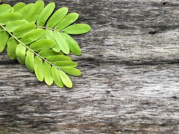 High angle view of green leaves on table