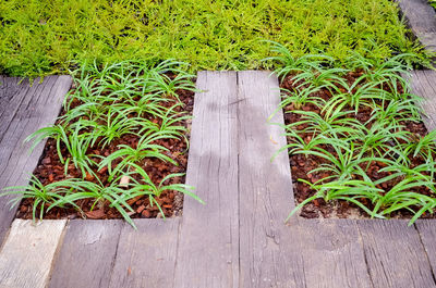 Close-up of grass