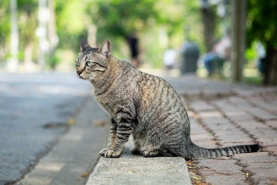 Portrait of a cat sitting on footpath