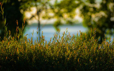 Close-up of plants growing on land