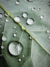 Full frame shot of wet leaf