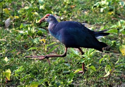 Close-up of bird perching on a field