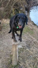 Portrait of black dog playing on tree