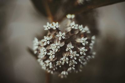 Close-up of white flowers