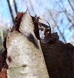 Low angle view of tree trunk in forest