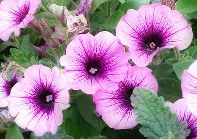 Close-up of pink flowers
