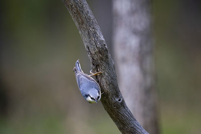 Close-up of bird perching on tree