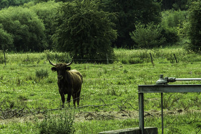 Horse on field