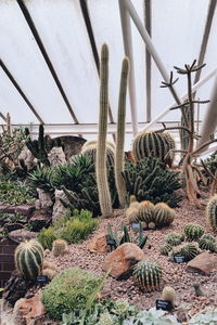 Cactus growing in garden