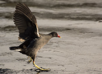 Close-up of bird