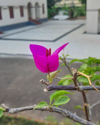 Close-up of pink flowering plant