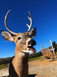 Close-up of deer against clear blue sky