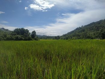 Scenic view of agricultural field against sky