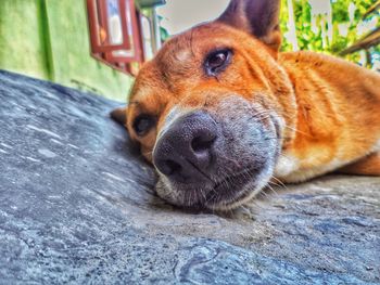 Close-up of dog lying down