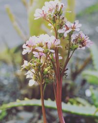 Close-up of flowers against blurred background