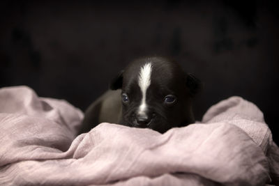 American bully pups