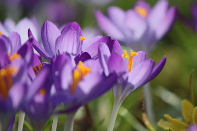 Close-up of purple crocus flowers on field