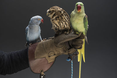 Birds perching on hand wearing protective glove