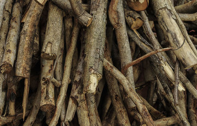 Full frame shot of tree trunk