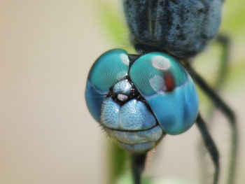 Close-up of insect on plant