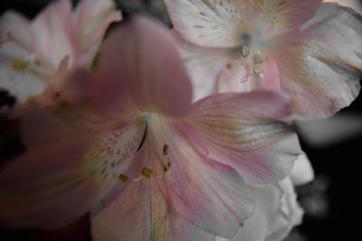 Close-up of pink flower blooming in park