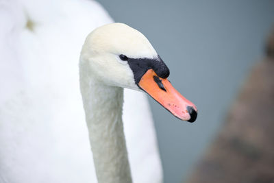 Close-up of swan