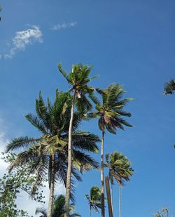 Low angle view of palm tree against sky