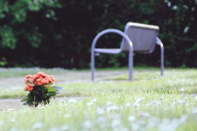 Close-up of flowering plants on field