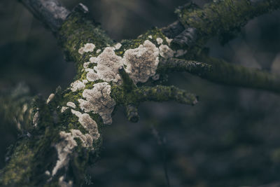 Close-up of lichen