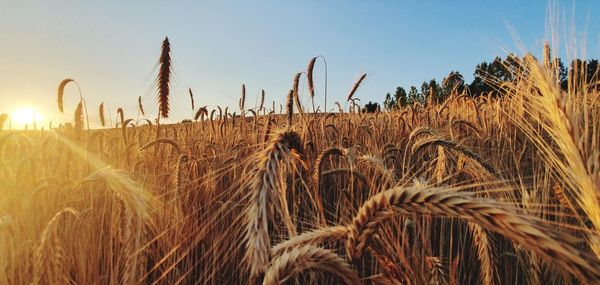 Wheat field against sky